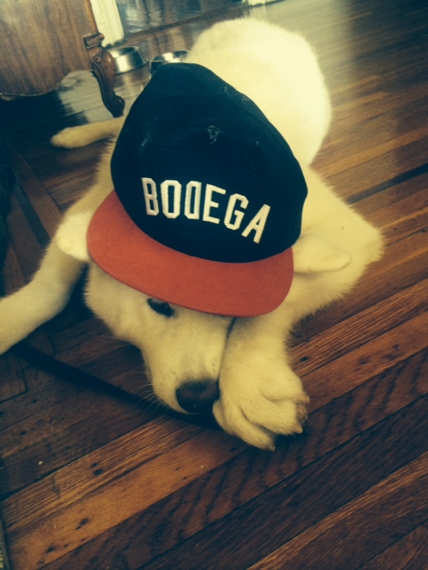 HOLY SCHMOKE!  I KISSED A  DOG  AND I LIKED IT ………by Debra&nbsp;Lewis-Boothman