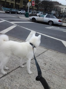 Going for a walk with our dog Hiro  helped big time!