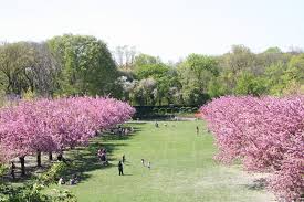 japanese Garden  at Brooklyn's Botanical Gardens