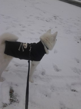 My Japanese Akita lovess the snow