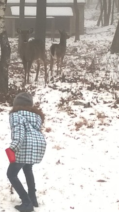 A friendly deer family 